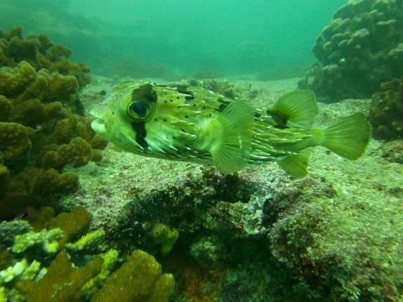 Muitos peixes em El Bajo, ponto de mergulho em Cabo Pulmo, no sul da Baja California, Mar de Cortez, no México